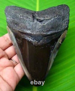 Megalodon Shark Tooth Stunning Meg Relic Fossil 4.74 Inches Not Replica