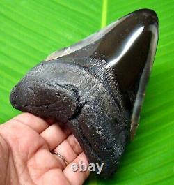 Megalodon Shark Tooth Stunning Meg Relic Fossil 4.74 Inches Not Replica