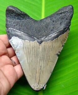Megalodon Shark Tooth Stunning Meg Relic Fossil 4.74 Inches Not Replica