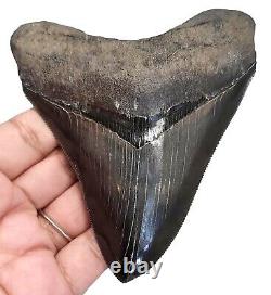 Megalodon Shark Tooth Stunning Real Fossil- 4.12 Serrated All Natural