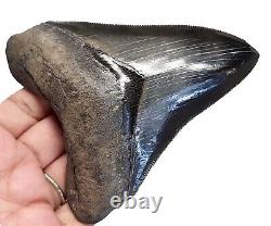 Megalodon Shark Tooth Stunning Real Fossil- 4.12 Serrated All Natural