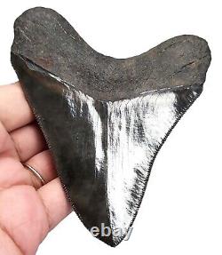 Megalodon Shark Tooth Stunning Real Fossil- 4.12 Serrated All Natural