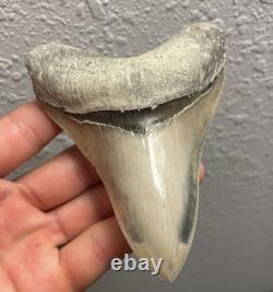 Megalodon Shark Tooth TOP QUALITY Pathological Specimen 4.15
