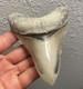 Megalodon Shark Tooth Top Quality Pathological Specimen 4.15