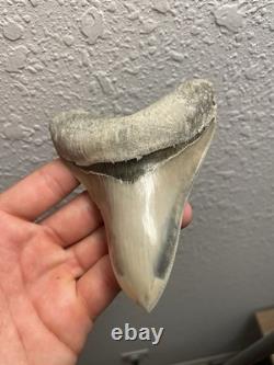 Megalodon Shark Tooth TOP QUALITY Pathological Specimen 4.15
