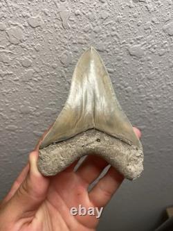 Megalodon Shark Tooth TOP QUALITY Pathological Specimen 4.15