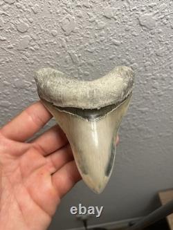 Megalodon Shark Tooth TOP QUALITY Pathological Specimen 4.15