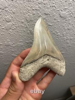 Megalodon Shark Tooth TOP QUALITY Pathological Specimen 4.15
