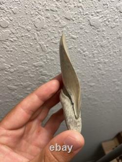 Megalodon Shark Tooth TOP QUALITY Pathological Specimen 4.15