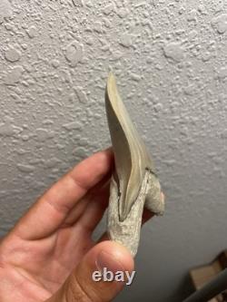 Megalodon Shark Tooth TOP QUALITY Pathological Specimen 4.15