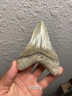 Megalodon Shark Tooth TOP QUALITY Pathological Specimen 4.15
