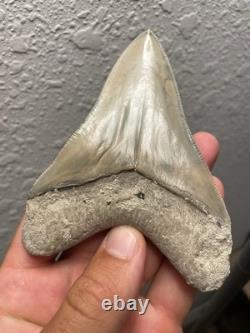 Megalodon Shark Tooth TOP QUALITY Pathological Specimen 4.15