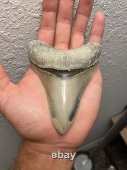 Megalodon Shark Tooth TOP QUALITY Pathological Specimen 4.15