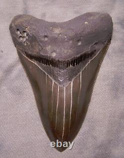 Megalodon Shark Tooth Teeth 3 15/16 Sharp Serration Extinct Jaw Fossil Scuba