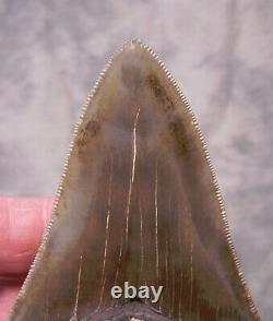 Megalodon Shark Tooth Teeth 3 15/16 Sharp Serration Extinct Jaw Fossil Scuba