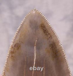 Megalodon Shark Tooth Teeth 3 15/16 Sharp Serration Extinct Jaw Fossil Scuba