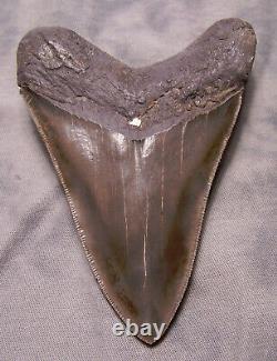 Megalodon Shark Tooth Teeth 3 15/16 Sharp Serration Extinct Jaw Fossil Scuba