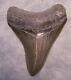 Megalodon Shark Tooth Teeth Fossil 3 1/2 Jaw Scuba Sharp Serrated Megalodon