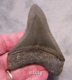 Megalodon Shark Tooth Teeth Fossil 3 1/2 Jaw Scuba Sharp Serrated Megalodon