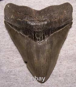 Megalodon Shark Tooth Teeth Fossil 4 13/16 Jaw Scuba Sharp Serrated Diver