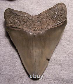 Megalodon Shark Tooth Teeth Fossil 4 13/16 Jaw Scuba Sharp Serrated Diver