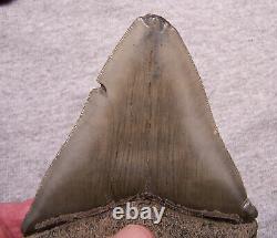 Megalodon Shark Tooth Teeth Fossil 4 13/16 Jaw Scuba Sharp Serrated Diver
