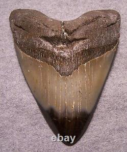 Megalodon Shark Tooth Teeth Fossil Stunning 5 1/8 Diamond Polished Real- Jaw