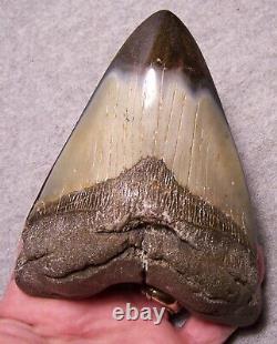 Megalodon Shark Tooth Teeth Fossil Stunning 5 1/8 Diamond Polished Real- Jaw