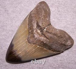 Megalodon Shark Tooth Teeth Fossil Stunning 5 1/8 Diamond Polished Real- Jaw