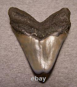 Megalodon Shark Tooth Teeth Fossil Stunning Color 4 7/8 Polished Jaw Huge Gem