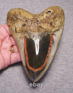 Megalodon Shark Tooth Teeth Fossil Stunning Color 5 1/2 Polished Coral Inlay