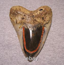 Megalodon Shark Tooth Teeth Fossil Stunning Color 5 1/2 Polished Coral Inlay