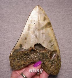 Megalodon Shark Tooth Teeth Fossil Stunning Color 5 1/2 Polished Coral Inlay