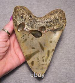 Megalodon Shark Tooth Teeth Fossil Stunning Color 5 1/2 Polished Coral Inlay