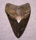 Megalodon Shark Tooth Teeth Fossil Stunning Pyrite 5 1/2 Diamond Polished Real