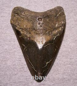 Megalodon Shark Tooth Teeth Fossil Stunning Pyrite 5 1/2 Diamond Polished Real