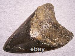 Megalodon Shark Tooth Teeth Fossil Stunning Pyrite 5 1/2 Diamond Polished Real