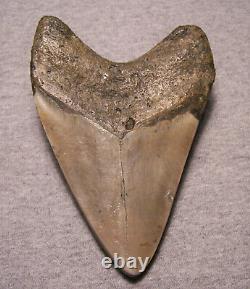 Megalodon Shark Tooth Teeth Fossil Stunning Pyrite 5 1/2 Diamond Polished Real