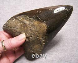 Megalodon Shark Tooth Teeth Fossil Stunning Pyrite 5 1/2 Diamond Polished Real