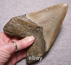 Megalodon Shark Tooth Teeth Fossil Stunning Pyrite 5 1/2 Diamond Polished Real