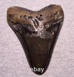 Megalodon Shark Tooth Teeth Huge Fossil Pyrite 4 13/16 Diamond Polished Real