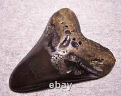 Megalodon Shark Tooth Teeth Huge Fossil Pyrite 4 13/16 Diamond Polished Real