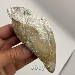 Megalodon Shark Tooth Ultra Rare Deformed Bone Valley Shark Tooth Fossil 4.68