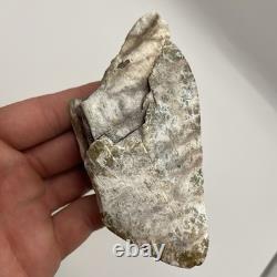 Megalodon Shark Tooth Ultra Rare Deformed Bone Valley Shark Tooth Fossil 4.68