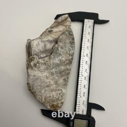 Megalodon Shark Tooth Ultra Rare Deformed Bone Valley Shark Tooth Fossil 4.68