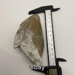 Megalodon Shark Tooth Ultra Rare Deformed Bone Valley Shark Tooth Fossil 4.68
