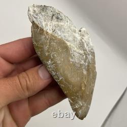 Megalodon Shark Tooth Ultra Rare Deformed Bone Valley Shark Tooth Fossil 4.68