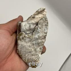 Megalodon Shark Tooth Ultra Rare Deformed Bone Valley Shark Tooth Fossil 4.68