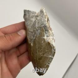 Megalodon Shark Tooth Ultra Rare Deformed Bone Valley Shark Tooth Fossil 4.68