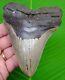 Megalodon Shark Tooth Xl 5 & 1/16 No Restorations Authentic Megladone